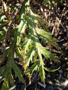 Artischocke Bluete lila Frucht braun Cynaria scolymus 16