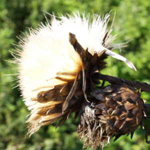 Artischocke Bluete lila Frucht braun Cynaria scolymus 17