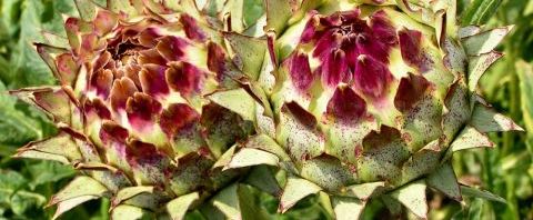 Anklicken um das ganze Bild zu sehen  Artischocke Blüte lila - Cynara scolymus