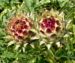 Zurück zum kompletten Bilderset Artischocke Blüte lila - Cynara scolymus