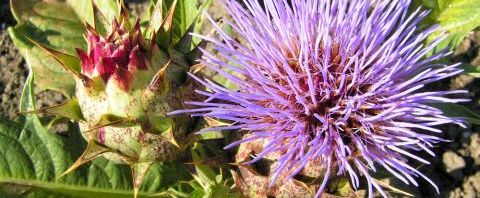 Anklicken um das ganze Bild zu sehen  Artischoke Blüte lila - Cynara scolymus