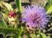 Zurück zum kompletten Bilderset Artischoke Blüte lila - Cynara scolymus