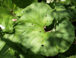 Bild:  Asiatische Pestwurz Blatt grün Petasites japonicus