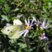 Zurück zum kompletten Bilderset Aster Blüte hellblau - Aster foliaceus