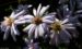 Zurück zum kompletten Bilderset Kissenaster Blüte hell lila Aster dumosus