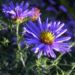 Zurück zum kompletten Bilderset Aster Blüte blau Aster