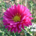 Zurück zum kompletten Bilderset Aster Blüte pink Aster