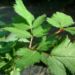 Zurück zum kompletten Bilderset Prachtspiere Blüte rot Astilbe
