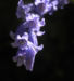 Zurück zum kompletten Bilderset Atlantisches Hasenglöckchen Blüte blau Hyacinthoides non-scripta