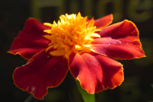 Aufrechte Studentenblume Bluete gelb rot Tagetes erecta 07