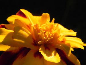 Aufrechte Studentenblume Bluete gelb rot Tagetes erecta 08