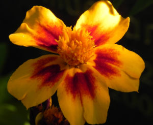 Aufrechte Studentenblume Bluete gelb rot Tagetes erecta 09
