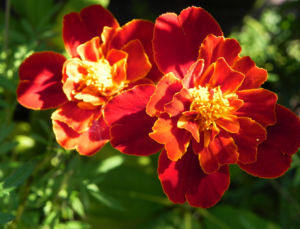 Aufrechte Studentenblume Bluete gelb rot Tagetes erecta 11