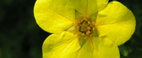Anklicken um das ganze Bild zu sehen  Hohes Fingerkraut Blüte gelb Potentilla recta