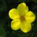 Zurück zum kompletten Bilderset Hohes Fingerkraut Blüte gelb Potentilla recta