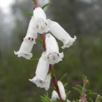 Bild:  Australheide Blüte weiß Epacris impressa