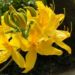 Zurück zum kompletten Bilderset Japan Azalee Blüte gelb Azalea mollis