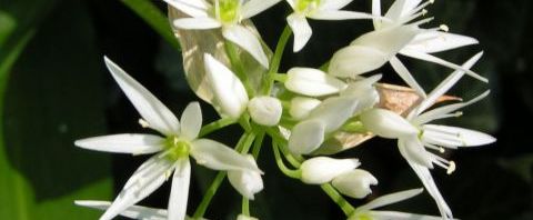 Anklicken um das ganze Bild zu sehen  Bärlauch Blüte weiß Allium ursinum