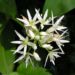 Zurück zum kompletten Bilderset Bärlauch Blüte weiß Allium ursinum