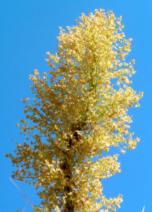 Baerengrass Bluete weiss Nolina longifolia 02