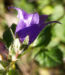 Zurück zum kompletten Bilderset Bärtige Glockenblume Blüte lila Campanula barbata