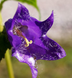 Baertige Glockenblume Bluete lila Campanula barbata 06