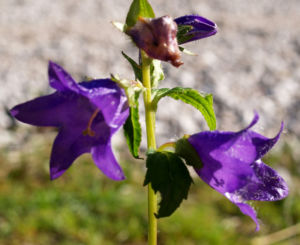 Baertige Glockenblume Bluete lila Campanula barbata 08