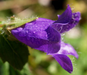 Baertige Glockenblume Bluete lila Campanula barbata 11