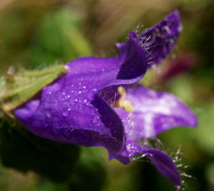 Baertige Glockenblume Bluete lila Campanula barbata 12