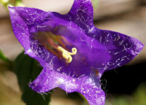 Baertige Glockenblume Bluete lila Campanula barbata 13