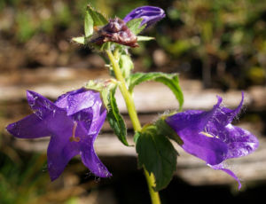 Baertige Glockenblume Bluete lila Campanula barbata 14