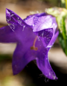 Baertige Glockenblume Bluete lila Campanula barbata 15