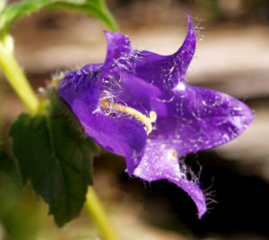 Baertige Glockenblume Bluete lila Campanula barbata 16
