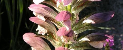 Anklicken um das ganze Bild zu sehen  Balkan Akanthus Blüte Dolde pink Acanthus hungaricus