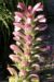 Zurück zum kompletten Bilderset Balkan Akanthus Blüte Dolde pink Acanthus hungaricus