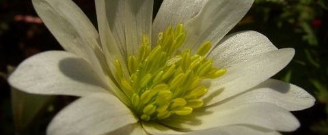 Anklicken um das ganze Bild zu sehen  Balkan Anemone Blüte weiß Anemone blanda