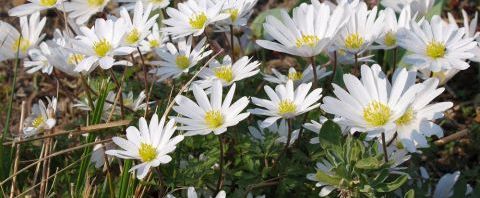 Anklicken um das ganze Bild zu sehen  Balkan-Windröschen Blüte weiß Anemone blanda