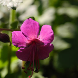 Balkan Storchschnabel Bluete pink Geranium macrorrhizum 01