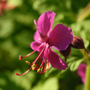 Balkan Storchschnabel Bluete pink Geranium macrorrhizum 04