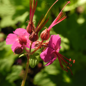 Balkan Storchschnabel Bluete pink Geranium macrorrhizum 11