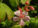 Zurück zum kompletten Bilderset Balkan-Storchschnabel Blüte rose Geranium macrorrhizum