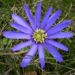 Zurück zum kompletten Bilderset Balkan-Windröschen Blüte blau Anemone blanda