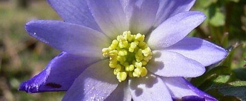 Anklicken um das ganze Bild zu sehen  Balkan-Windröschen Blüte hellblau Anemone blanda