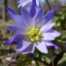 Zurück zum kompletten Bilderset Balkan-Windröschen Blüte hellblau Anemone blanda