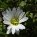 Zurück zum kompletten Bilderset Balkan-Windröschen Blüte weiß Anemone blanda