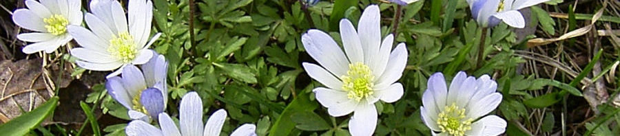 Anklicken um das ganze Bild zu sehen  Balkan Windröschen Blüte weiß Anemone blanda