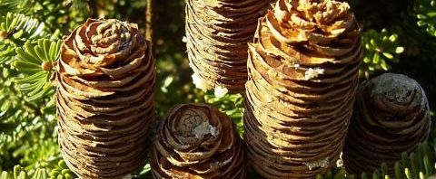 Anklicken um das ganze Bild zu sehen  Balsam-Tanne Nadel grün Zapfen braun Abies balsamifera nana