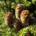 Zurück zum kompletten Bilderset Balsam-Tanne Nadel grün Zapfen braun Abies balsamifera nana