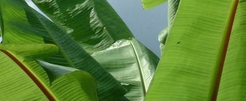 Anklicken um das ganze Bild zu sehen  Banane Blatt Musa
