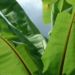 Zurück zum kompletten Bilderset Banane Blatt Musa